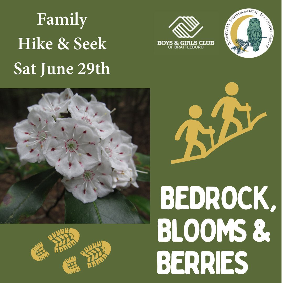 Hike and Seek: Bedrock, Blooms, & Blueberries at Little Black Mountain