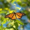 Butterfly Watching in Vermont