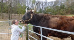 Giving thanks for a clean bill of health for Carlos the Ox