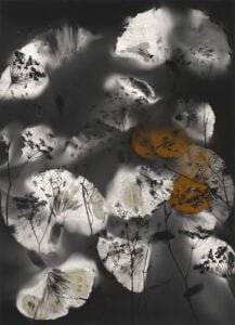 Madge Evers uses innovative mushroom spore print technique