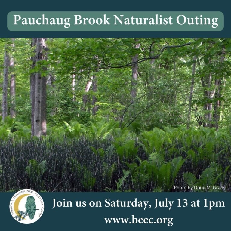 Pauchaug Brook 2024 1 768x768