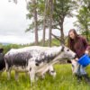 A Rare (and Adorable) Cattle Breed from Vermont Makes a Promising Comeback