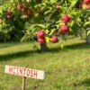 Best Orchards for Vermont Apple Picking