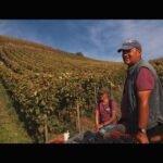 The Hills Of Wrath Documentary Rhone Wine Seminar