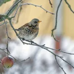 Birding