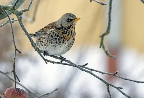 Birding