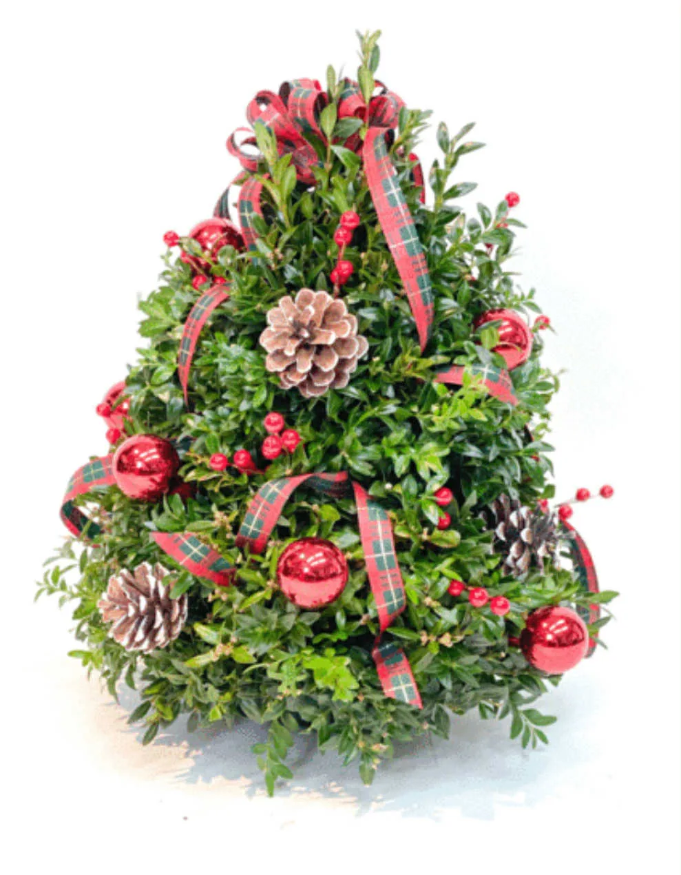 Boxwood Tree 1
