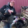 Stuck in Vermont: Neglected Animals Find a Home With Era MacDonald at Merrymac Farm Sanctuary in Charlotte | Stuck in Vermont | Seven Days