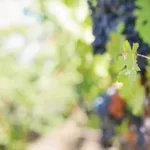 Jillwellington Grapes 553462 1920 BANNER