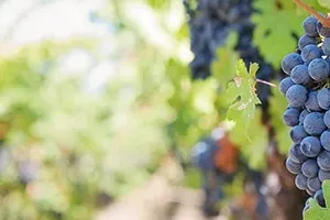 Jillwellington Grapes 553462 1920 BANNER