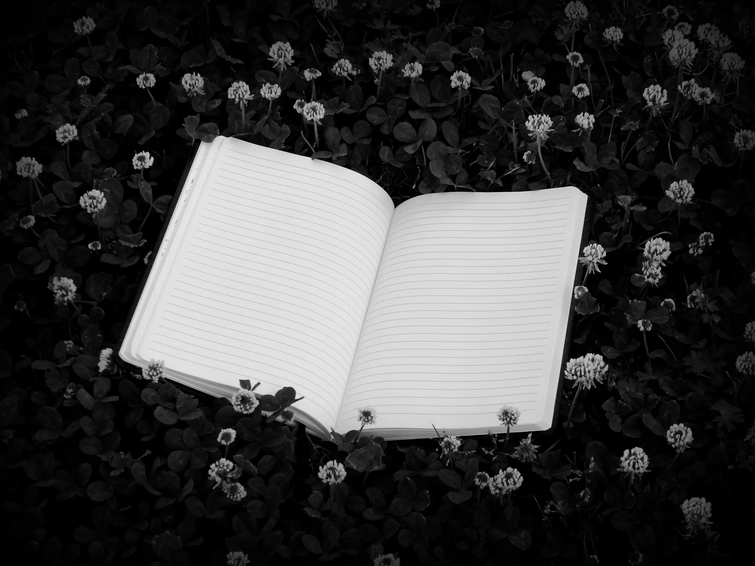 Vicky Photographies Book 4646735 Scaled